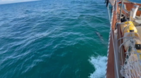Sailing Lone