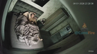 IPCAM 2026 / IP CAM / IPCAMERA / SPYCAMERA