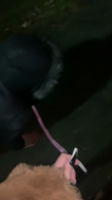 Goddess_Vici Vids