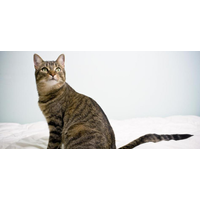 Test 10/12