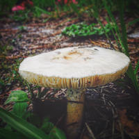 mycelial.muse