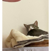 d_p